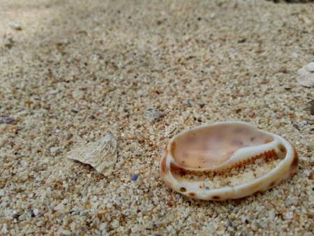 close up shell on the sand