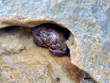Purple crab (Brachyura) hide behind the big stoneの写真素材