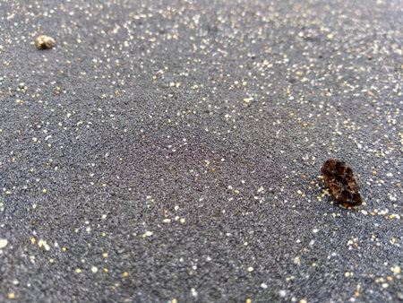 Black and brown sand natural background with rubbish on it.の写真素材