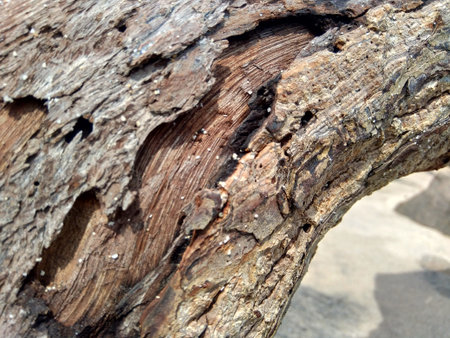 Natural wood on the nature with sand and rock in the beach.
