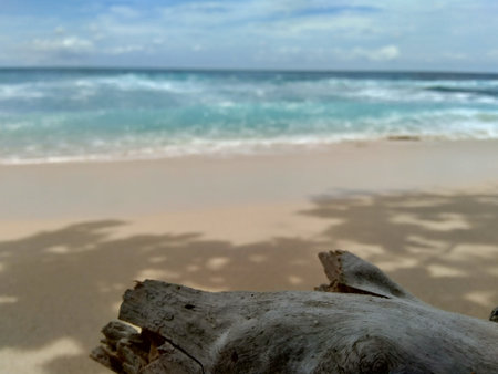 Wood on the beach with beautiful scenery. Good for background and quotes.の写真素材