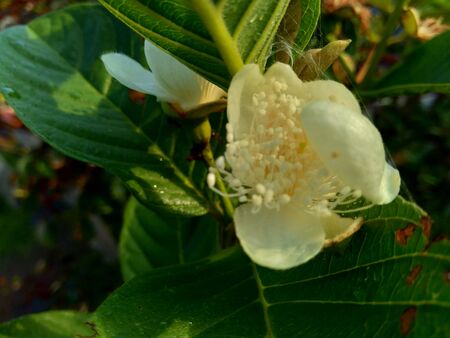 Guava Flower (Common guava, Psidium guajava) on the treeの写真素材