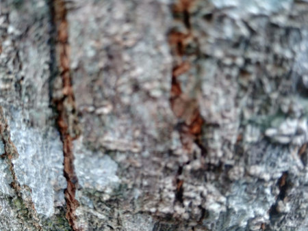Close up wooden natural texture background. Old wood texture for add text, quotes or work design for...