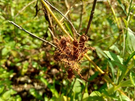 Dry mimosa pudica seed, also called sensitive plant, sleepy plant, action plant, touch-me-not, shameplant, zombie plant.の写真素材
