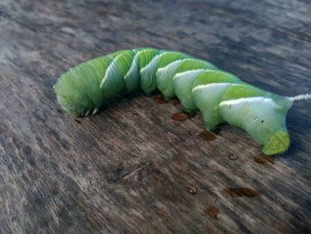 The exotic green caterpillar with nature backgroundの写真素材