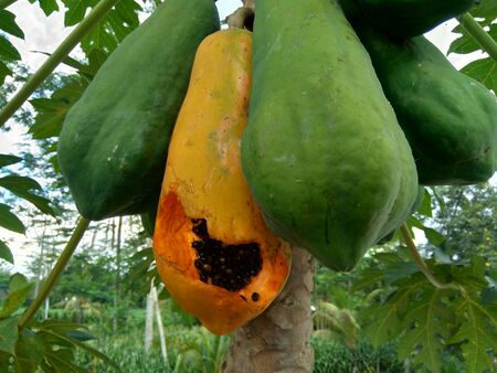 Close up young green papaya (Carica papaya L.) on the treeの写真素材