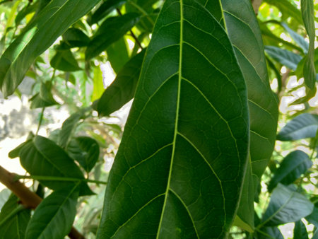 Green mahogany leaves in the nature background