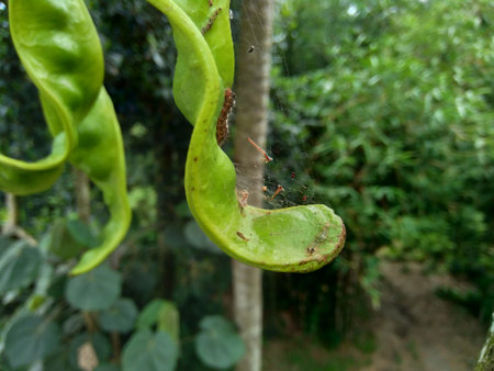 Sato seeds, Parkia speciosa seeds or bitter bean on the tree. it also known as pete or petai.