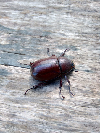 The exotic asiatic rhinoceros beetle in the nature background. the exotic animal from indonesia.