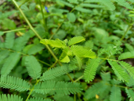 Giant Mimosa pudica, also called sensitive, sleepy, action plant, touch me not, shame plant, zombie.