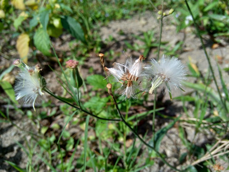Emilia sonchifolia (lilac tassel flower, Cacalia sonchifolia L.) with natural background