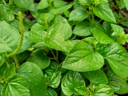Peperomia pellucida (pepper elder, shining bush plant, and man to man) with natural background.の写真素材