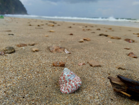 Shell on the sand. Suitable for frameworks, quotes and other projects.