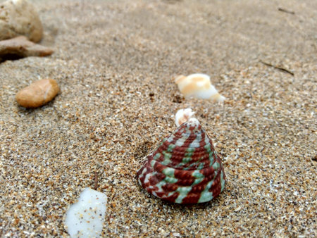 Shell on the sand. Suitable for frameworks, quotes and other projects.