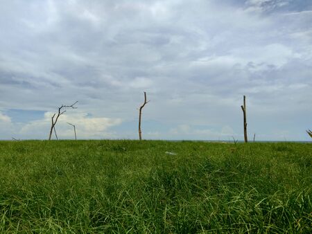 Green grass field and blue sky backgroundの写真素材