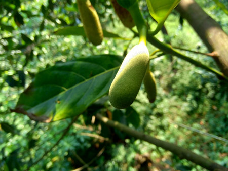 Baby jack fruit or jack fruit flower. Indonesian call it babal.