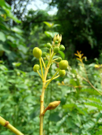 Biancaea sappan (Caesalpinia sappan L., sappanwood, secang, sepang, Indian redwood) with natural...