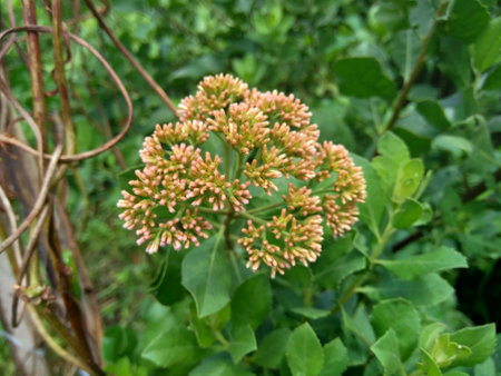 Pluchea indica (Indian camphorweed, Indian fleabane, Indian pluchea, Baccharis indica L) flower with...