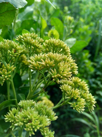 Pluchea indica (Indian camphorweed, Indian fleabane, Indian pluchea, Baccharis indica L) flower with...