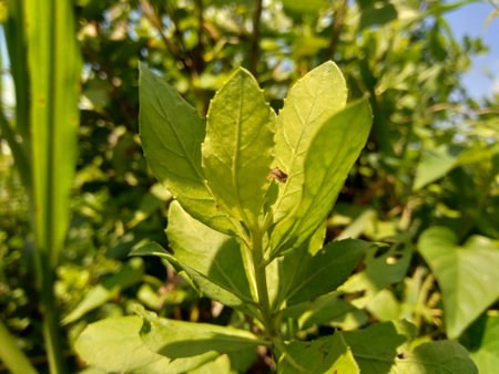 Pluchea indica (Indian camphorweed, Indian fleabane, Indian pluchea, Baccharis indica L) with...