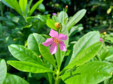 Talinum paniculatum (fame flower, Jewels of Opar, pink baby's breath, ginseng jawa) with natural backgroundの写真素材