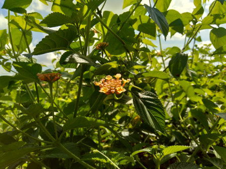 Lantana camara (common lantana, big sage, wild sage, red sage, white sage, tick berry, West Indian...