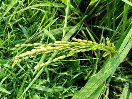 Close up of rice with natural backgroundの写真素材
