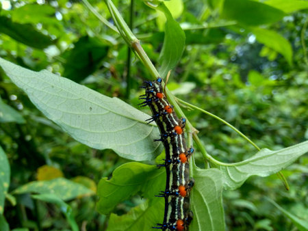 The exotic caterpillar with natural background
