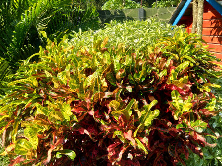 Codiaeum variegatum (Croton, Variegated Laurel, Garden Croton, Orange Jessamine) with natural...