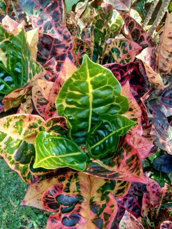 Codiaeum variegatum (Croton, Variegated Laurel, Garden Croton, Orange Jessamine) with natural...