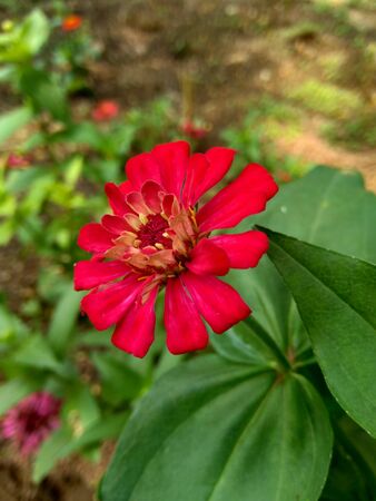Zinnia elegans (youth and age, common zinnia, elegant zinnia) flower with natural backgroundの写真素材