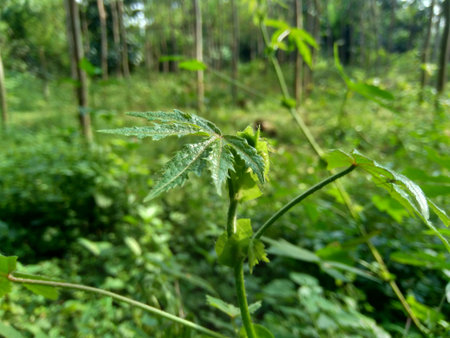Close up green grass with natural background