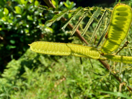 Mimosa pigra with natural background. Mimosa pigra, commonly known as the giant sensitive tree,...