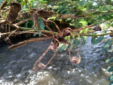 Mimosa pigra with natural background. Mimosa pigra, commonly known as the giant sensitive tree, (pigra = lazy, slow), is a species of the genus Mimosa, in the family Fabaceae.の写真素材