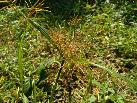 Cyperus rotundus (coco-grass, Java grass, nut grass, purple nut sedge, purple nutsedge, red nut...