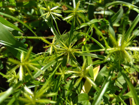 Cyperus rotundus (coco-grass, Java grass, nut grass, purple nut sedge, purple nutsedge, red nut...