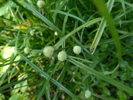 Cyperus rotundus (coco-grass, Java grass, nut grass, purple nut sedge, purple nutsedge, red nut...