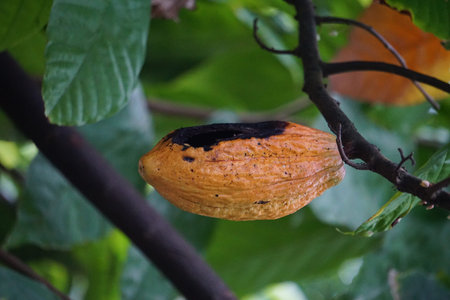 Cacao fruits (Theobroma cacao, cocoa, coklat). Its seeds, cocoa beans, are used to make chocolate...