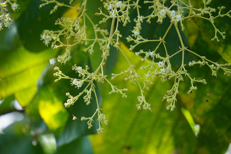 The flower of teak tree with a natural background. Indonesian called it jati and use the leaves as...