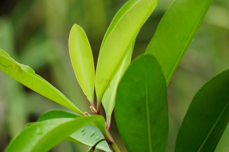 Ardisia elliptica (shoebutton ardisia, duck's eye and coralberry, lempeni) with a natural background. In Thai traditional medicine, the fruits are used to cure diarrhoea with fever.の写真素材