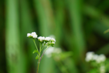 Bandotan (Ageratum conyzoides) is a type of agricultural weed belonging to the Asteraceae tribe....