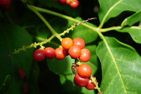 Antidema thwaitesianum (Also called Buah Buni) on the tree. Antidema have 101 accepted species in...