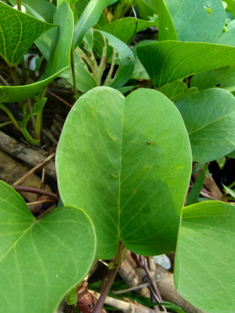 Beach moonflower with a natural background. This plant usually life on side of the beachの写真素材