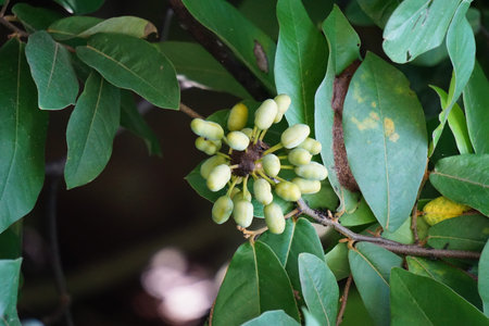 The exotic of krakas fruit. Indonesian also called kakas and use this plant for bonsaiの写真素材