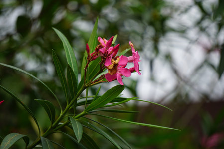 Nerium oleander (also called oleander, nerium, bunga mentega, bunga jepun) on the tree. Oleander sap...