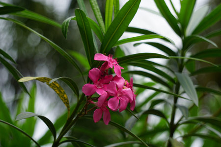 Nerium oleander (also called oleander, nerium, bunga mentega, bunga jepun) on the tree. Oleander sap...