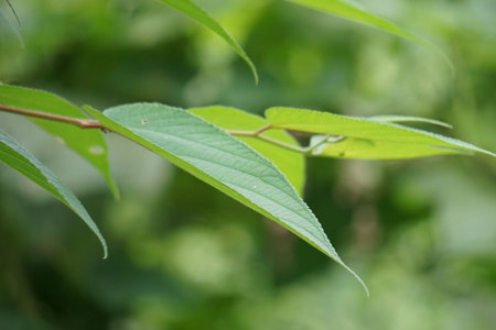 Trema orientale (also called Trema orientalis, Cannabaceae, charcoal tree, Indian charcoal tree)...