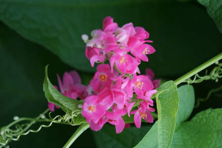 Mexican creeper (Also called Antigonon leptopus, coral vine, queen's wreath, Coralita, bee bush) flower. This plant is good for the common flu (influenza) and period pains and many other symptomsの写真素材