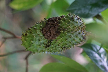 Soursop (Annona muricata L., sirsak, durian belanda, graviola, guyabano, guanÃ¡bana) in the garden. Annona muricata is a species of the genus Annona of the custard apple tree family Annonaceae.の写真素材