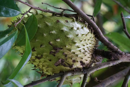 Soursop (Annona muricata L., sirsak, durian belanda, graviola, guyabano, guanÃ¡bana) in the garden. Annona muricata is a species of the genus Annona of the custard apple tree family Annonaceae.の写真素材